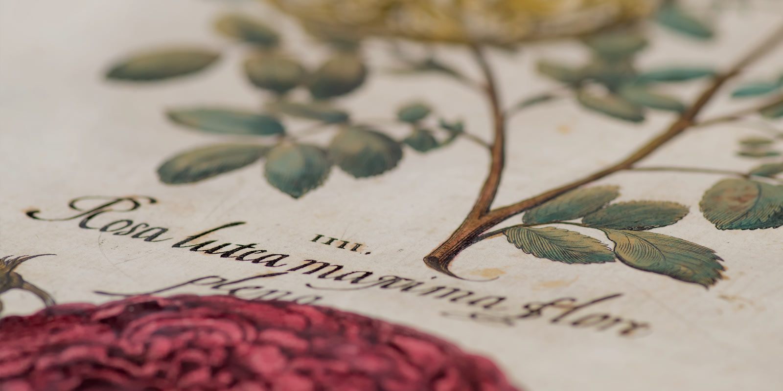 News : The Royal Botanical Garden presents its new Digital Library with more than 7.500 publications...  Another digital library powered by Limb Gallery.